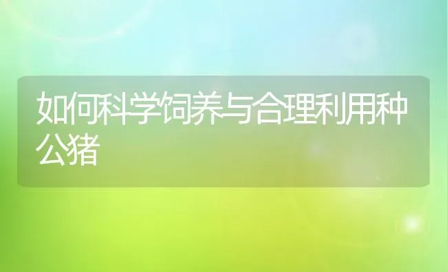 如何科学饲养与合理利用种公猪 | 家畜养殖