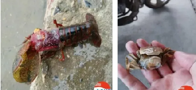 氨氮过高，导致小龙虾上坡！养殖户怎么应对？