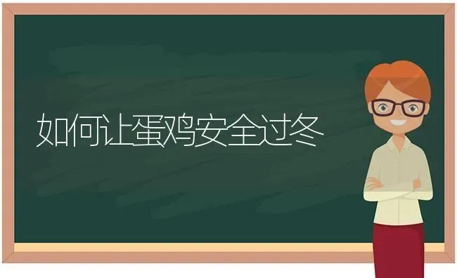 如何让蛋鸡安全过冬 | 家禽养殖