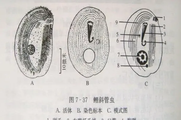 开春后鳜鱼养殖户遇上的那些问题