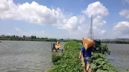 粤海草鱼料，一包料多大3斤鱼，月长速多达二两