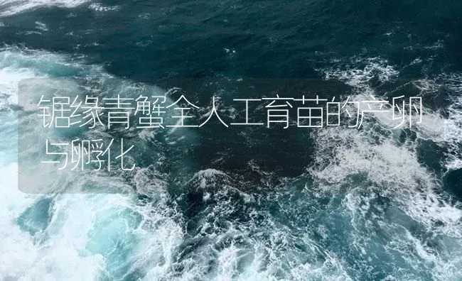 锯缘青蟹全人工育苗的产卵与孵化 | 海水养殖