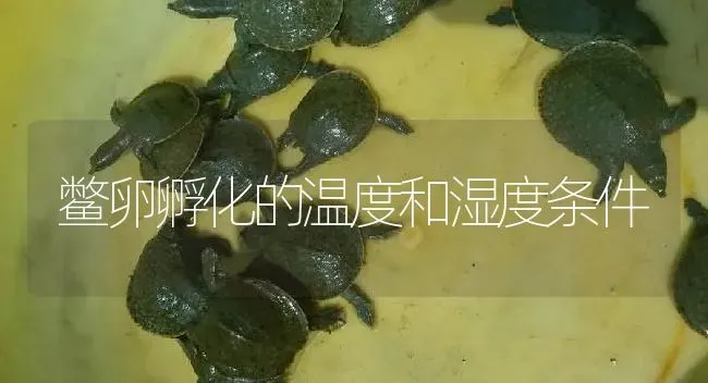 鳖卵孵化的温度和湿度条件 | 淡水养殖