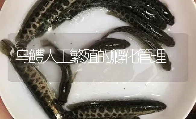 乌鳢人工繁殖的孵化管理 | 淡水养殖