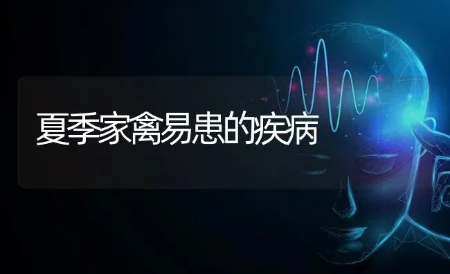 夏季家禽易患的疾病 | 家禽养殖