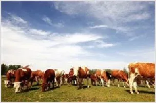 肉牛养殖补贴真给力 | 农业养殖技术