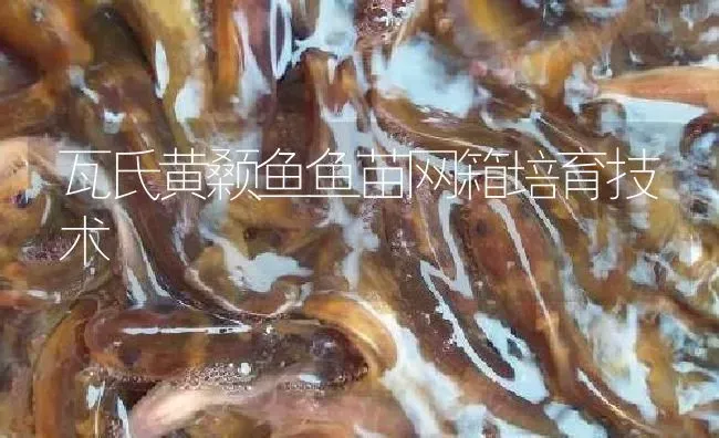 瓦氏黄颡鱼鱼苗网箱培育技术 | 淡水养殖