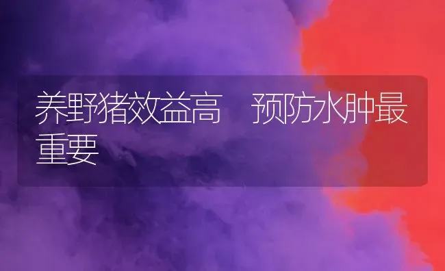 养野猪效益高 预防水肿最重要 | 家畜养殖