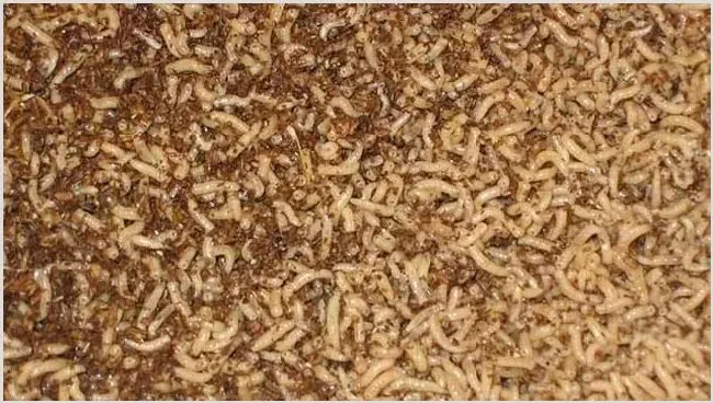 昆虫养鸡注意什么？肌肉更好吃吗 | 动物养殖资料