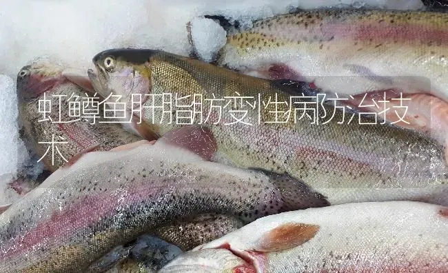 虹鳟鱼肝脂肪变性病防治技术 | 淡水养殖