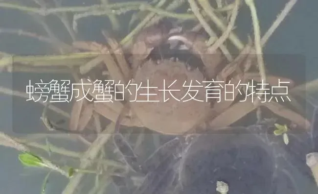 螃蟹成蟹的生长发育的特点 | 淡水养殖