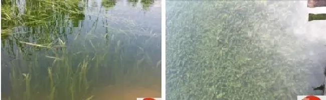 氨氮过高，导致小龙虾上坡！养殖户怎么应对？