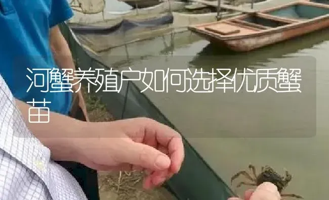 河蟹养殖户如何选择优质蟹苗 | 淡水养殖