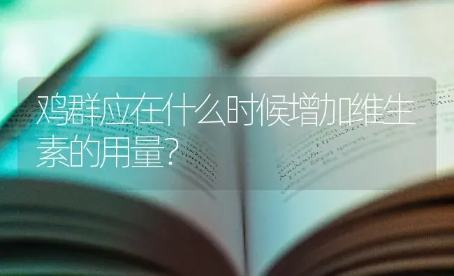 鸡群应在什么时候增加维生素的用量？ | 家禽养殖