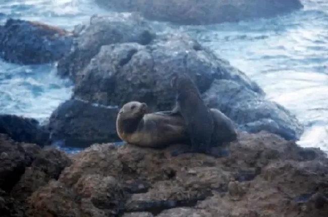 海洋变暖导致更多的海狗感染钩虫而死亡