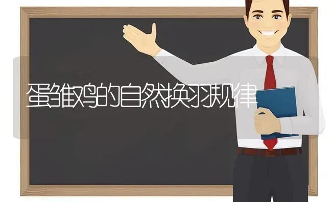 蛋雏鸡的自然换羽规律 | 家禽养殖