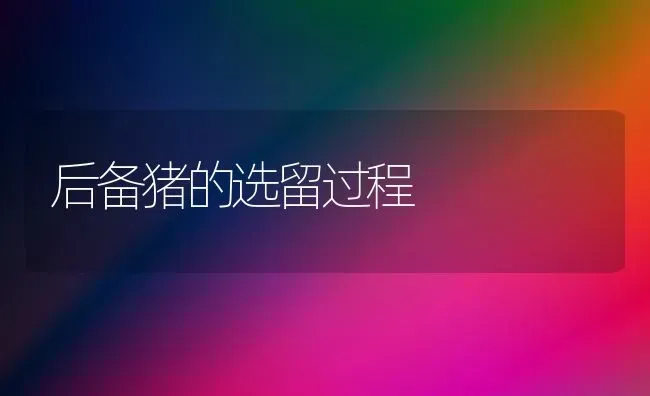 后备猪的选留过程 | 家畜养殖