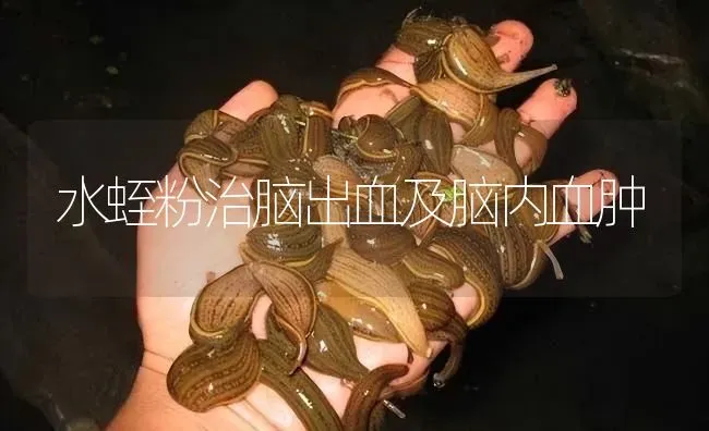 水蛭粉治脑出血及脑内血肿 | 特种养殖