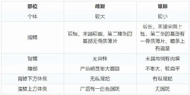 亲鳅的选择及雌雄泥鳅鉴别