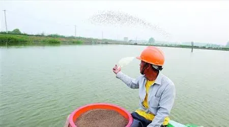 养对虾到底怎样投饲料？你可能错太多了！