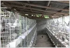 小鸽子 大产业 致富排头兵 | 动物养殖技术