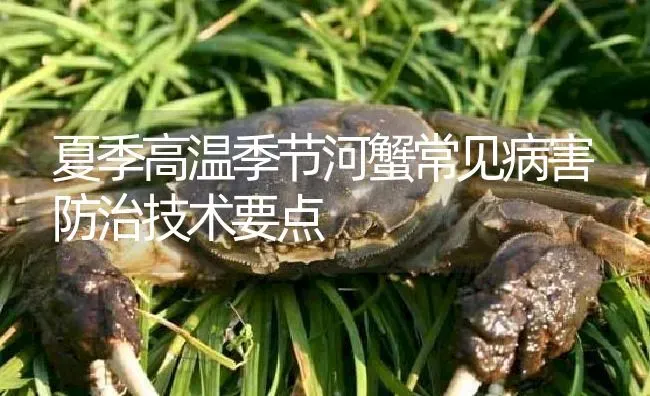 夏季高温季节河蟹常见病害防治技术要点 | 淡水养殖