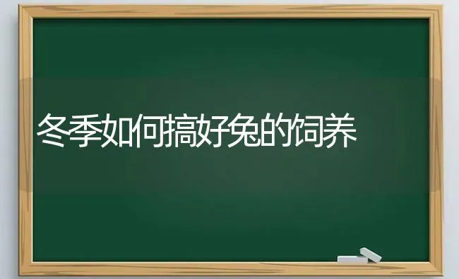 冬季如何搞好兔的饲养 | 家畜养殖