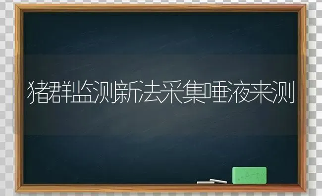 猪群监测新法采集唾液来测 | 家畜养殖