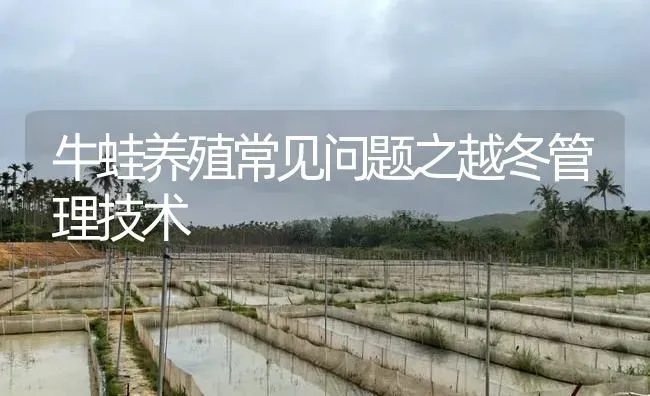 牛蛙养殖常见问题之越冬管理技术 | 特种养殖