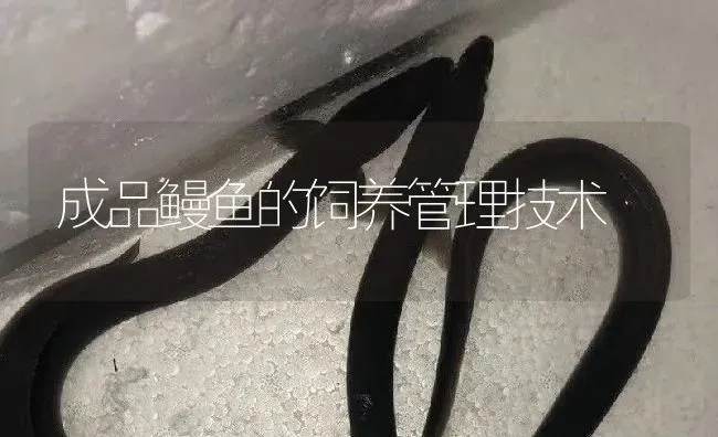 成品鳗鱼的饲养管理技术 | 淡水养殖