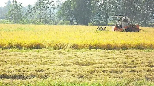 10月份虾稻田应该怎么管理？