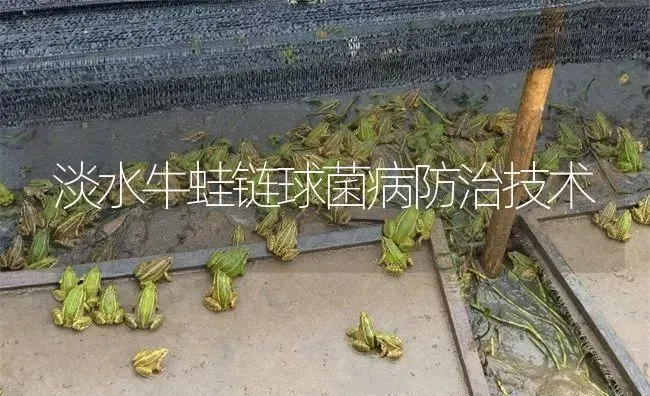 淡水牛蛙链球菌病防治技术 | 特种养殖