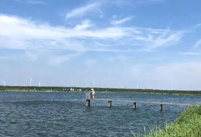 斑点叉尾鮰苗种池塘培育管理技术要点