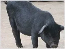 怎样防治母猪产后瘫痪 | 养殖动物技术