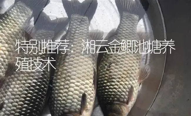 特别推荐：湘云金鲫池塘养殖技术 | 淡水养殖