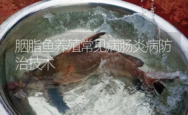 胭脂鱼养殖常见病肠炎病防治技术 | 淡水养殖