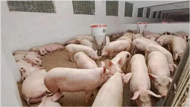 未来养猪什么模式赚钱 | 动物养殖知识