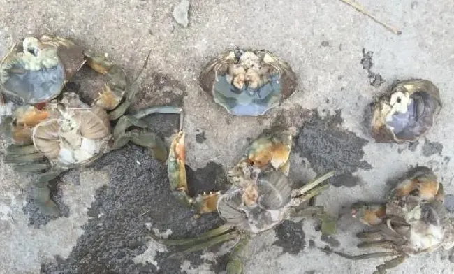 六七月份梅雨季节如何预防小白虾、青蟹的发病？