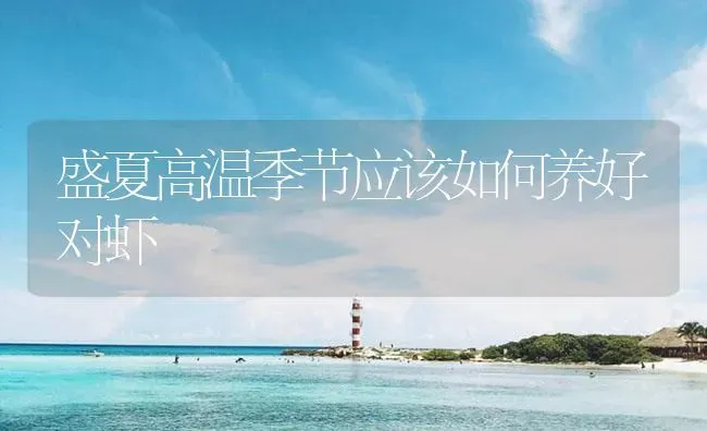 盛夏高温季节应该如何养好对虾 | 海水养殖