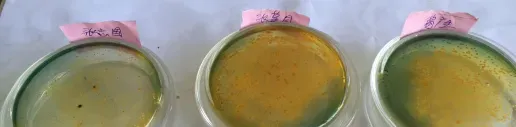 河蟹苗塘前期放苗管理使用技术