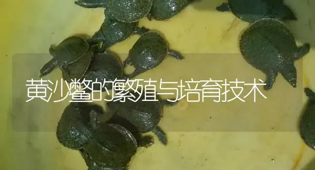 黄沙鳖的繁殖与培育技术 | 淡水养殖