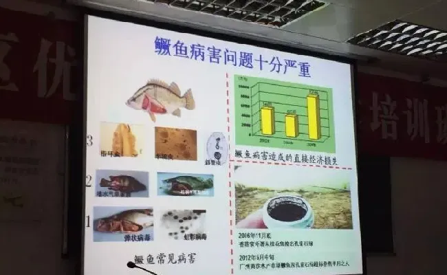 桂花鱼养殖技术培训班心得体会分享