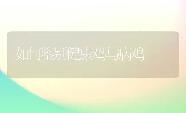 如何鉴别健康鸡与病鸡 | 家禽养殖