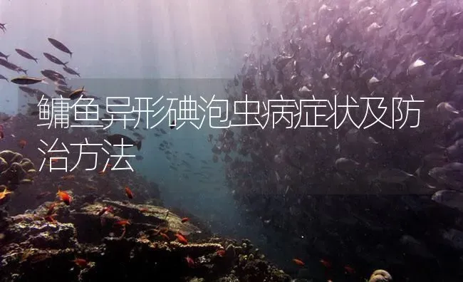 鳙鱼异形碘泡虫病症状及防治方法 | 养殖病虫害防治