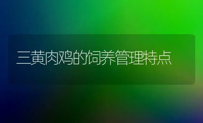 三黄肉鸡的饲养管理特点 | 家禽养殖