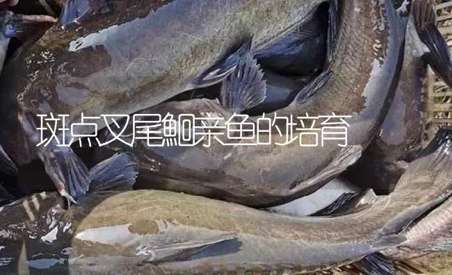 斑点叉尾鮰亲鱼的培育 | 淡水养殖