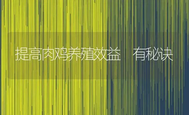 提高肉鸡养殖效益 有秘诀 | 家禽养殖