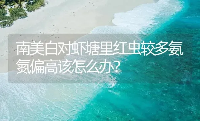 南美白对虾塘里红虫较多氨氮偏高该怎么办？ | 海水养殖