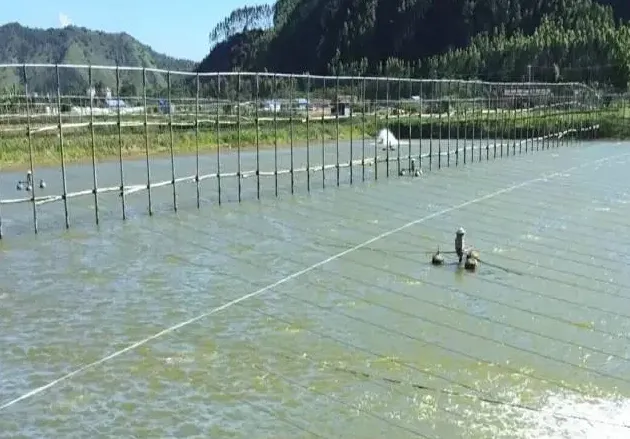 台湾泥鳅高效精养实用技术