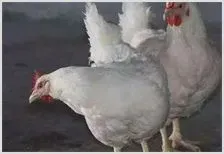 肉鸡气囊炎如何治疗 | 动物饲养方法